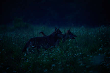 Two wolves - Canis lupus hidden in a meadow at night and in the fog. Wildlife scene from Poland...