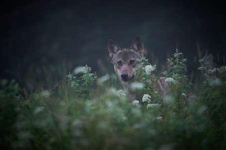 Wolf - Canis lupus hidden in a meadow at night and in the fog. Wildlife scene from Poland nature....