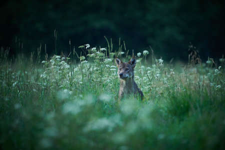 Wolf - Canis lupus hidden in a meadow at night and in the fog. Wildlife scene from Poland nature. Dangerous animal in nature forest and meadow habitat.の写真素材