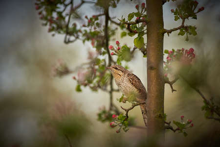Wildlife scene from Europe. Eurasian wryneck close up portrait. The evening sun beautifully...