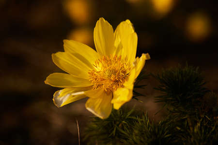 Bloom plant in habitat. Spring landscape. Flowered meadow in the spring. Spring Pheasant's Eye -...
