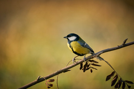 Great Tit, Parus major, black and yellow songbird sitting on the nice lichen tree branch, Czech. Bird in nature. Songbird in the nature habitat. Cute blue and yellow songbird in winter scene,の写真素材