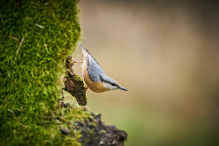 close up Wood Nuthatch, bird in the branch, small bird, europe, czech republic, south moravia, Songbird in the nature habitat. Cute blue and yellow songbird in winter scene,の写真素材