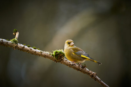 song bird European Greenfinch, bird in its natural habitat, scene from nature, europe, czech...