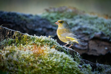 song bird European Greenfinch, bird in its natural habitat, scene from nature, europe, czech republic, south moravia, Songbird in the nature habitat. Cute yellow songbird in winter scene,の写真素材