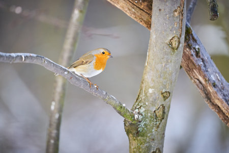 European Robin (Erithacus rubecula) Orange songbird sitting in the branch. Wildlife winter scene...