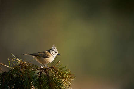 Crested Tit (Lophophanes cristatus) sitting on beautiful spruce branch. Detail portrait of songbird...