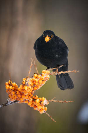 Blackbird, Turdus merula, on orange berries. Close up Eurasian Blackbird, sitting bird, bird in the branch, black bird, europe, czech republic.の写真素材
