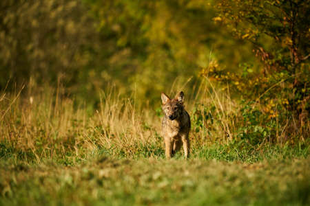 Wolf in the nature habitat. Europe wildlife. Wolf from Poland. Dangerous animal in nature forest and...