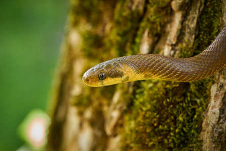 Aesculapean Snake (Zamenis longissimus) Wildlife scene from nature. Animal in the nature habitat. Aesculapean snake on a tree. Snake on the branch.の写真素材