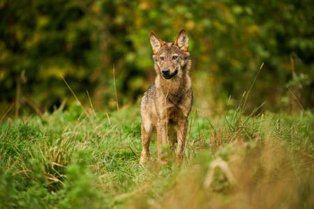 Wolf in the nature habitat. Europe wildlife. Wolf from Poland. Dangerous animal in nature forest and...