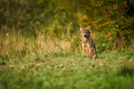 Wolf in the nature habitat. Europe wildlife. Wolf from Poland. Dangerous animal in nature forest and meadow habitat. lose-up detail portrait.の写真素材