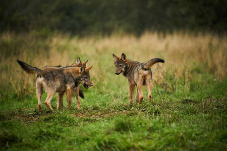Three wolves - Canis lupus hidden in a meadow. Wildlife scene from Poland nature. Dangerous animal...