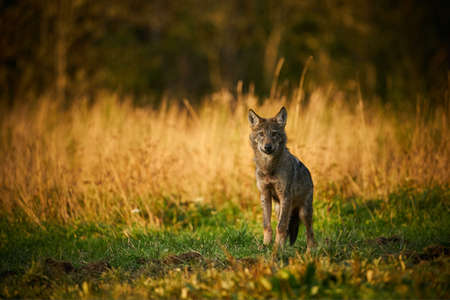 Wolf in the nature habitat. Europe wildlife. Wolf from Poland. Dangerous animal in nature forest and meadow habitat. lose-up detail portrait.の写真素材