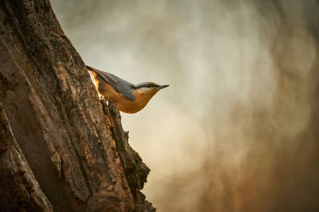 Close up Wood Nuthatch, bird in the branch, small bird. Beautiful yellow and blue-gray songbird. Songbird in the nature habitat. Cute songbird in winter scene.の写真素材