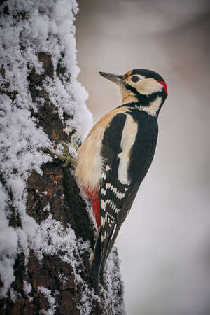 Great spotted Woodpecker (Dendrocopos major) perched on branch. Wildlife scene from nature. Animal in the nature habitat. Bird in winter forest.In front of winter background.の写真素材