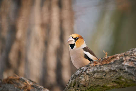 Hawfinch (Coccothraustes coccothraustes) sitting in the branch, colorful bird, bird in the branch, Bird sitting on a branch in winter, europe, czech republic, south moraviaの写真素材