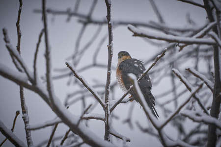 Eurasian sparrowhawk flying. Beautiful autumn forest landscape. Sparrow hawk in a autumn setting....