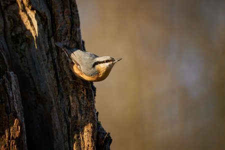 Close up Wood Nuthatch, bird in the branch, small bird. Beautiful yellow and blue-gray songbird. Songbird in the nature habitat. Cute songbird in winter scene.の写真素材