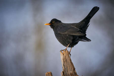 Black bird with orange beak. Winter scene. Close up Eurasian Blackbird. Sitting bird. Bird in the branch. Black bird in winter. Black bird. Europe. czech republic.の写真素材