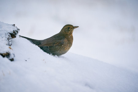 Black bird with orange beak. Winter scene. Close up Eurasian Blackbird. Sitting bird. Bird in the branch. Black bird in winter. Black bird. Europe. czech republic.の写真素材