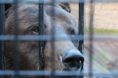 Sad bear in zoo looking through the cageの写真素材