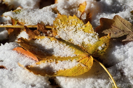 Maple leafの写真素材