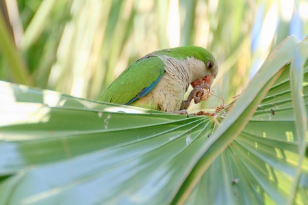 Green parrot in Fuerteventura, Canary Islandsの写真素材