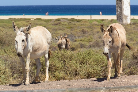 Donkeys near the beach in Morro Jable, Fuerteventura- Canary Islandsの写真素材