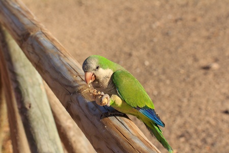 Green parrot in Fuerteventura, Canary Islandsの写真素材