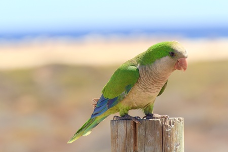 Green parrot in Fuerteventura, Canary Islandsの写真素材