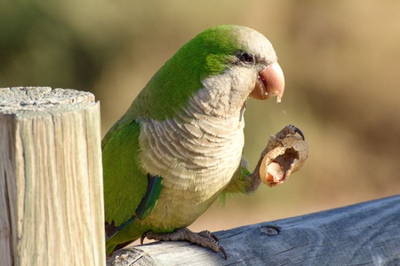 Green parrot in Fuerteventura, Canary Islandsの写真素材