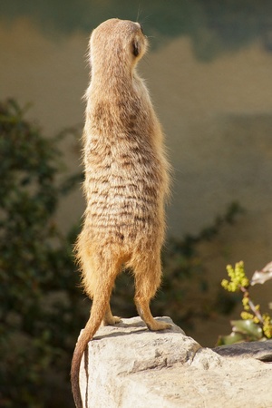 Close up view of meerkatの写真素材