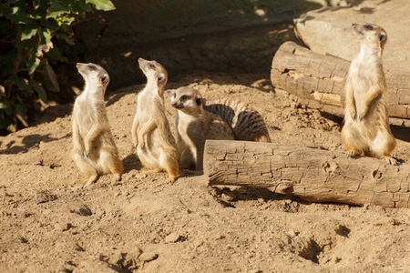 Close up view of meerkatの写真素材