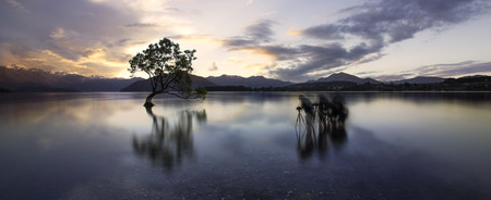 Wanaka Tree most photographed tree in the worldの写真素材
