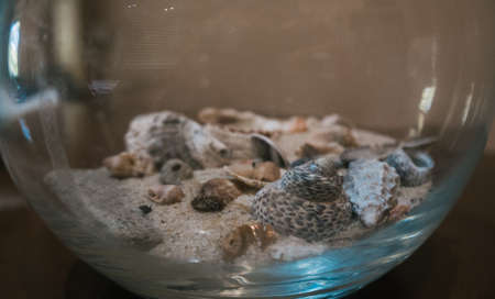 terrarium with sea shellsの写真素材