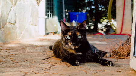 Reservoir in the forest on the Ruta de las Farasの写真素材