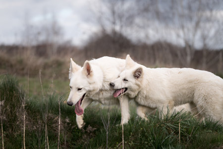 Two white Swiss Shepherd dogs playing in the nature. Selective focus.の写真素材
