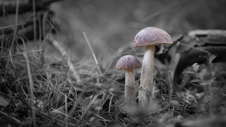 Close-up of mushrooms growing in the forest.の写真素材