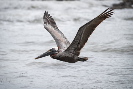 Brown Pelican (Pelecanus occidentalis) in flight.の写真素材
