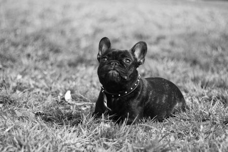 Black french bulldog in Park, black and white photo. Theme animals, dogs, outdoors, sitting, looking, cuteの写真素材