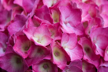 Detail of a pink hydrangea flower. Nature theme, flowers, close-up, wallpaper, wedding...の写真素材