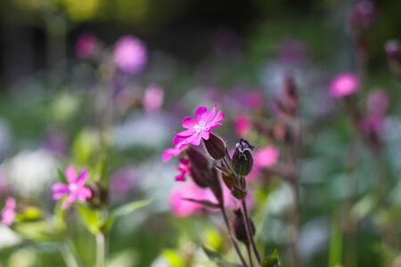 Meadow flowers in the wild nature. Nature theme, flowers, park, garden, greeting card, condolences, scenic, sunny dayの写真素材
