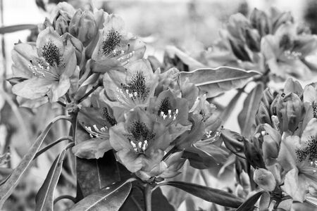 Red rhododendron flowers in the garden. Nature theme, flowers, detail, wallpaper, wedding, black and white photographyの写真素材