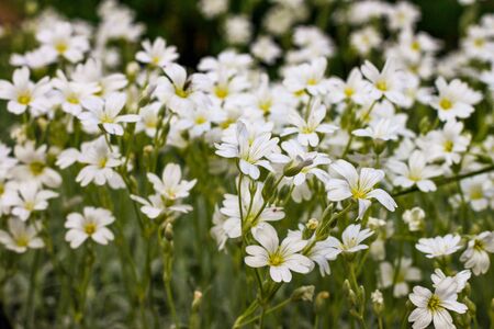 Summer meadow with tiny white Flowers. Theme wallpaper, romance, congratulations.の写真素材