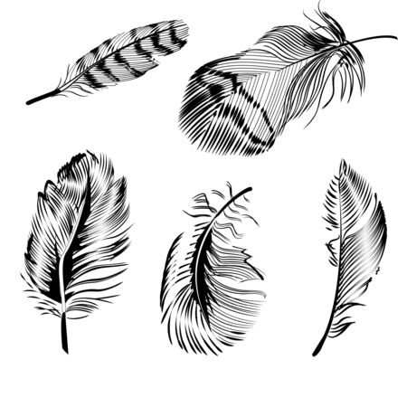 Beautiful vintage vector illustration showing five different types of feathers isolated on whiteのイラスト素材