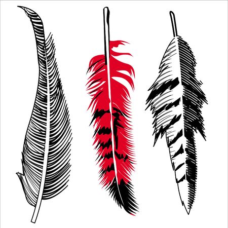 Vector illustration of a set of three vintage style feathers isolated on whiteのイラスト素材
