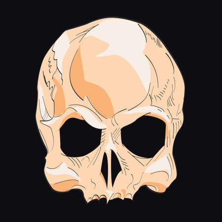 Skull vector drawing isolated on black for t-shirts or postersのイラスト素材