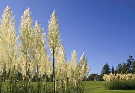 Pampass grass in a formal garden backlit against a blue skyの写真素材