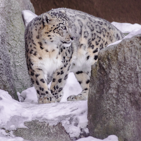 Snow leopard (panhera uncia) looking to the rightの写真素材
